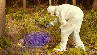 Makabryczne odkrycie w lesie pod Ostródą. Spacerowicz znalazł ludzki szkielet