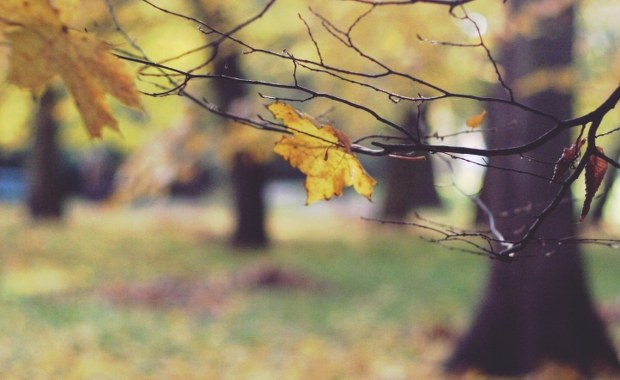 Makabryczne odkrycie w parku. Zwłoki zawinięte w dywan