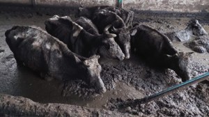 Makabryczne sceny w gospodarstwie na Mazurach. Krowy tonęły w odchodach