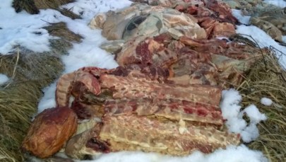 Makabryczne znalezisko w Libiążu. Ogromne ilości mięsa na polu