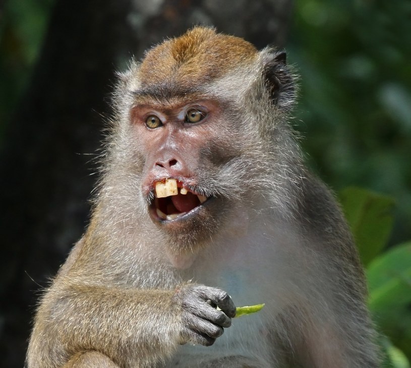 Makak krabożerny, inaczej makak jawajski, to gatunek małpy wąskonosej zamieszkujący Azję  Południowo - Wschodnią /wikipedia.pl /domena publiczna