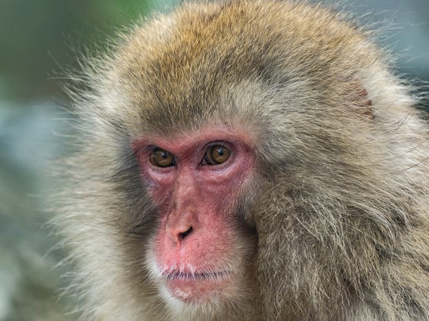 Atakują głównie dzieci i starszych. Małpy terroryzują japońskie miasto