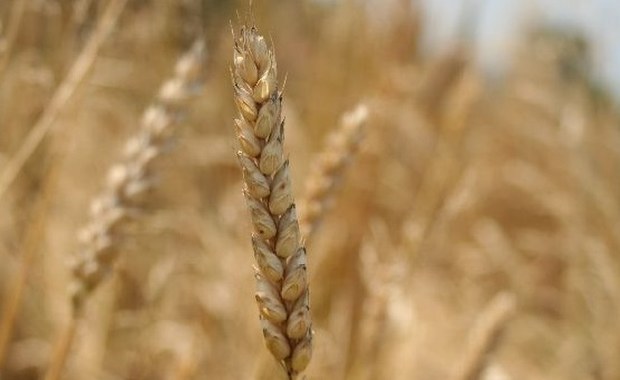 Makaron będzie smaczniejszy. I zdrowszy...