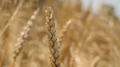 Makaron będzie smaczniejszy. I zdrowszy...