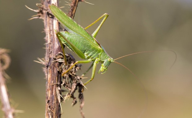 Makaron ze świerszczy i szarańczy podbija podniebienia francuskich smakoszy