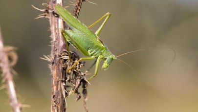 Makaron ze świerszczy i szarańczy podbija podniebienia francuskich smakoszy