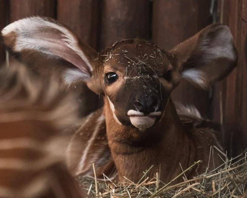 Mała antylopa bongo czeka na imię /Warszawskie zoo /facebook.com