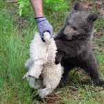 Mała Cisna gwiazdą poznańskiego zoo! Zobaczcie, jak szaleje na wybiegu [FILMY]