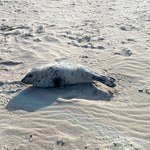 Mała foczka na plaży w Świnoujściu. Sopelek potrzebował pomocy