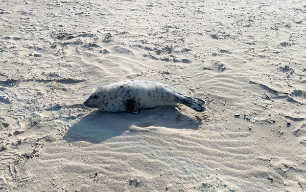 Mała foka szara pojawiła się na plaży w Świnoujściu. /Urząd Miasta w Świnoujściu /