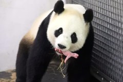Mała panda urodziła się w zoo w Belgii. Zajmuje się nią mama Hao Hao 