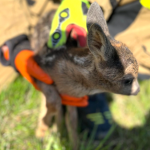 Mała sarenka w opałach. Strażacy ruszyli z pomocą