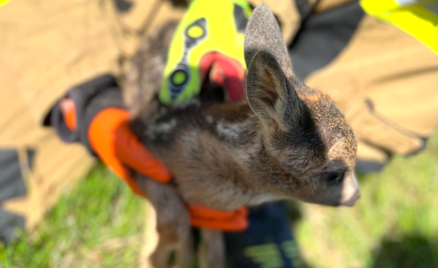 Mała sarenka w opałach. Strażacy ruszyli z pomocą