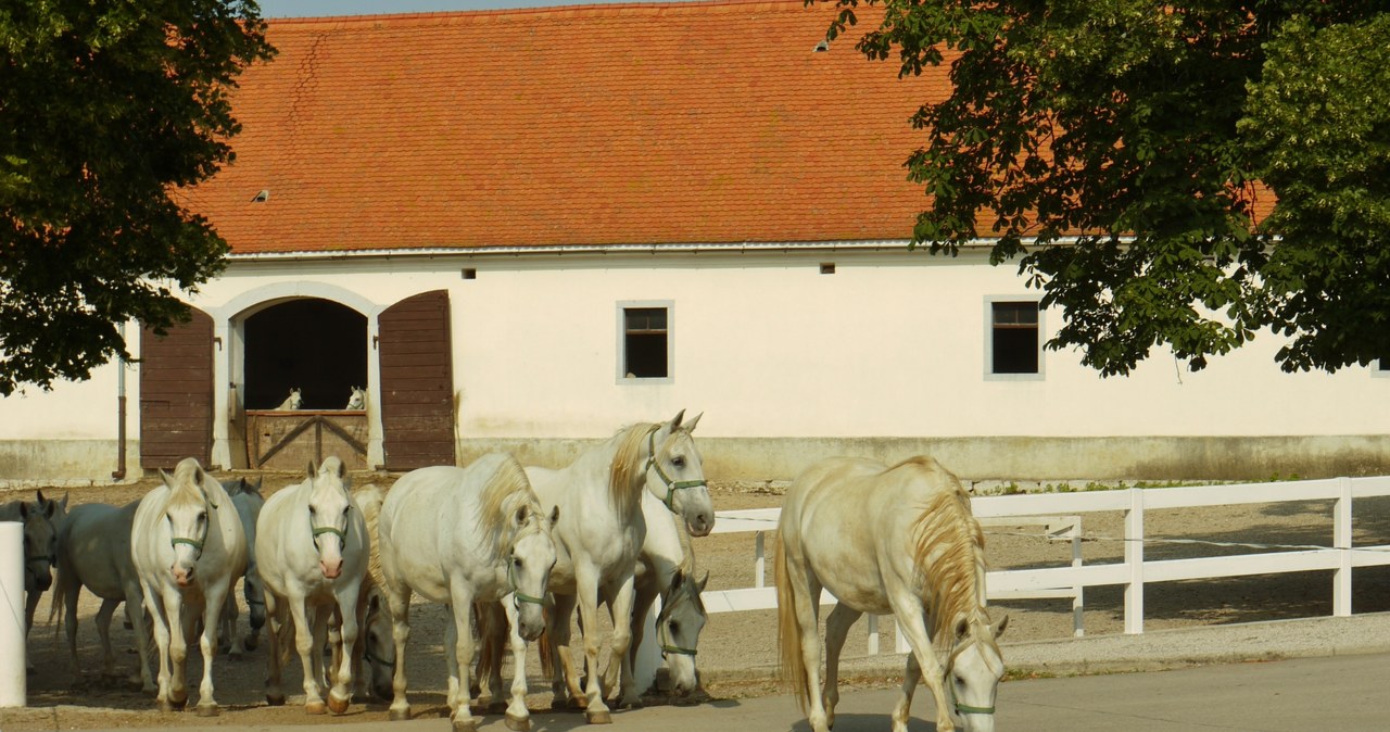 Mała stadnina koni, to jest to /123RF/PICSEL