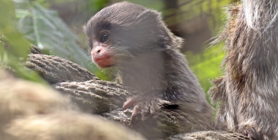 Mała tamaryna cesarska /fot. Paweł Ciesielski/Zoo Gdańsk /Materiały prasowe