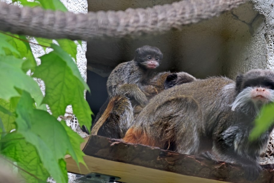 Mała tamaryna na plecach taty /fot. Paweł Ciesielski/Zoo Gdańsk /Materiały prasowe