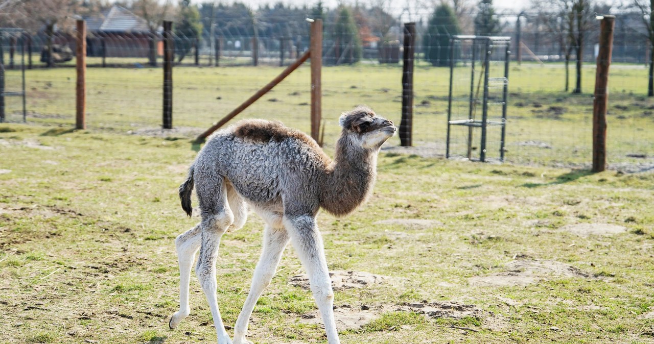 Mała wielbłądzica w ZOO Borysew