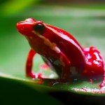 Mała żabka pomogła w morderstwie. Wszystko miało wyglądać naturalnie