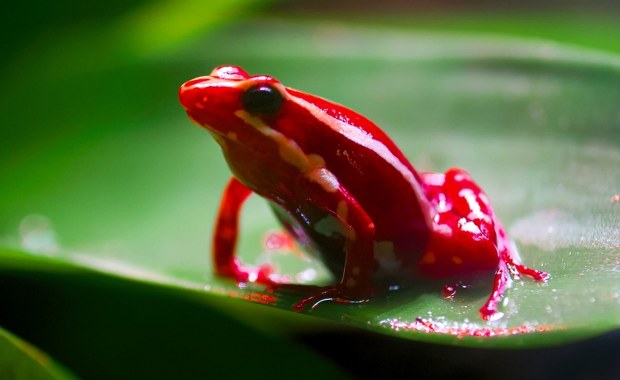 Mała żabka pomogła w morderstwie. Wszystko miało wyglądać naturalnie