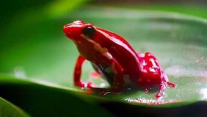 Mała żabka pomogła w morderstwie. Wszystko miało wyglądać naturalnie