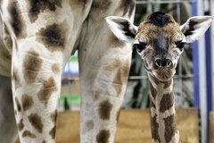 Mała żyrafa urodziła się w Opolu