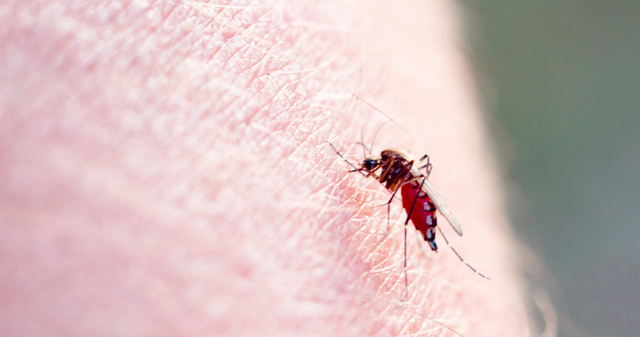 Malaria jest przenoszona przez komary /123RF/PICSEL