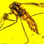 Malaria mogła istnieć już w czasach dinozaurów