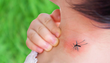 Malaria - objawy, leczenie i zagrożenie z nią związane