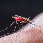 Malaria oporna na leczenie