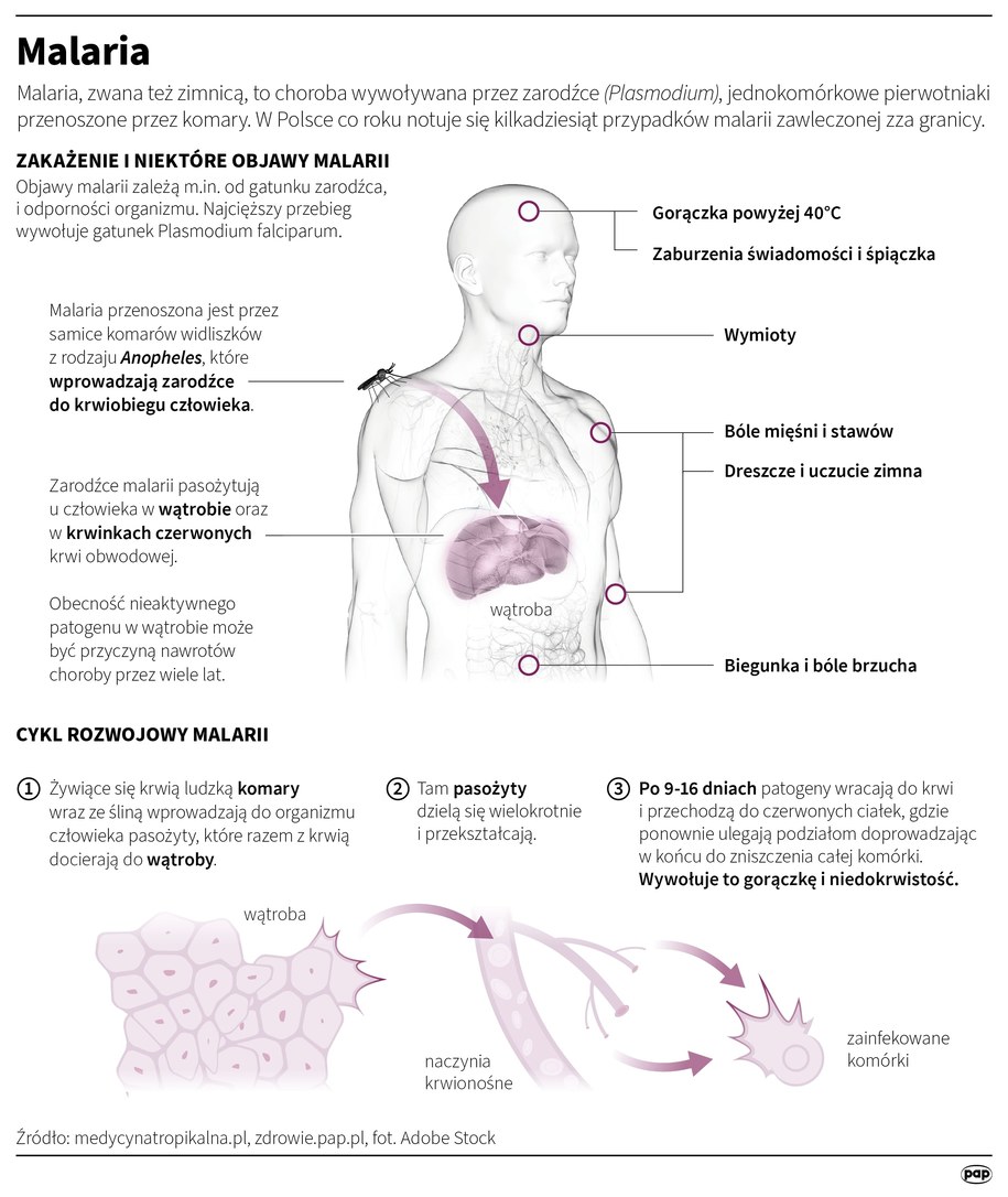Malaria to pierwsza choroba, która powinna przyjść lekarzowi do głowy, gdy pacjent wraca z Afryki /Mateusz Krymski /PAP