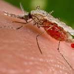 Malaria uderza w USA? Lekarze analizują pierwsze od 20 lat przypadki