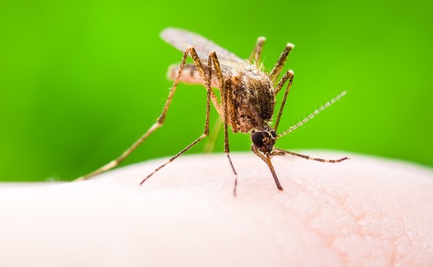 Malaria, zwana zimnicą, jest ostrą lub przewlekłą chorobą, którą przenoszą samice komara widliszka /Shutterstock