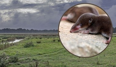 Małe bestie z polskich łąk. Potrafią ukąsić człowieka