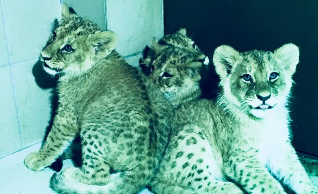 Małe lwy przyszły na świat w gdańskim zoo. Tata - "z kryminalną przeszłością"