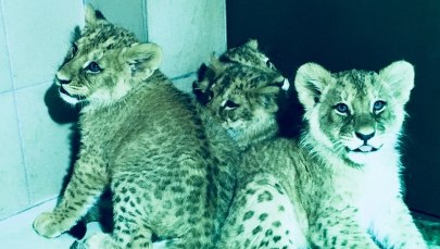 Małe lwy przyszły na świat w gdańskim zoo. Tata - "z kryminalną przeszłością"