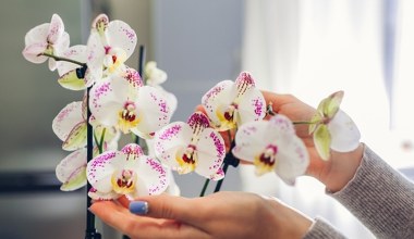 Małe muszki w storczykach. Jak zlikwidować ziemiórki?