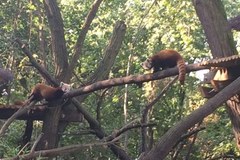 Małe pandy w łódzkim ZOO