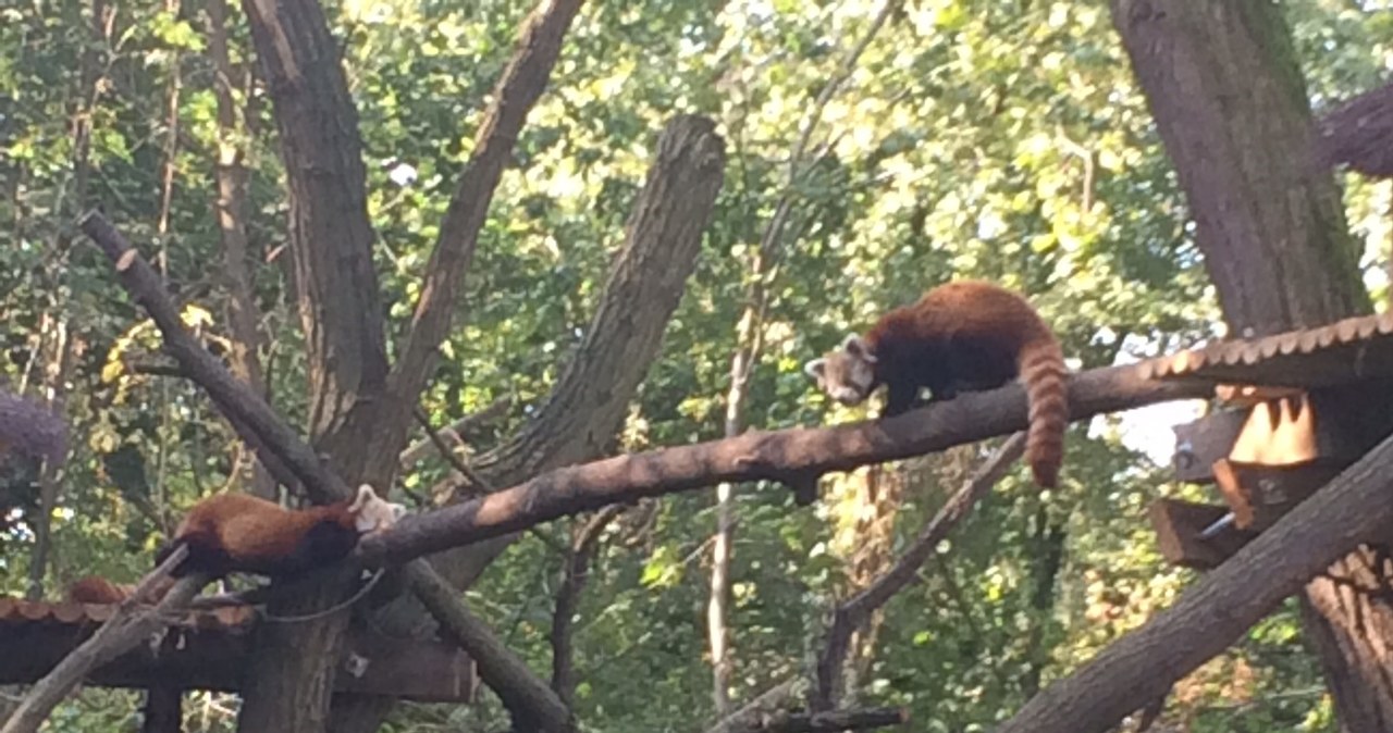 Małe pandy w łódzkim ZOO