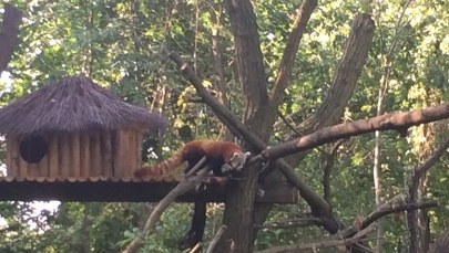 Małe pandy zamieszkały w łódzkim zoo