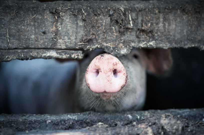 Maleje liczba stad hodowanych w Polsce świń. Zdj. ilustracyjne /123RF/PICSEL