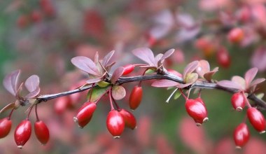 Маленька ягода - велика користь для печінки та нирок