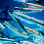 Maleńkie ryby poruszają całym oceanem? To możliwe 
