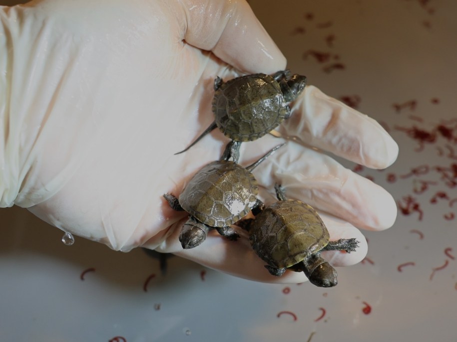 Maleńkie żółwiki /Uniwersytet Przyrodniczy w Poznaniu /