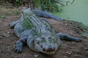 Malezja: Krokodyl rozszarpał 32-letnią kobietę