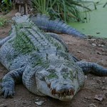 Malezja: Krokodyl rozszarpał 32-letnią kobietę