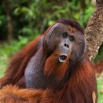 Malezja podjęła decyzję. Będzie rozdawać orangutany