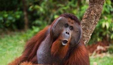 Malezja podjęła decyzję. Będzie rozdawać orangutany