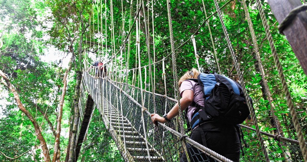 Malezja, Taman Negara (Park Narodowy) /123RF/PICSEL