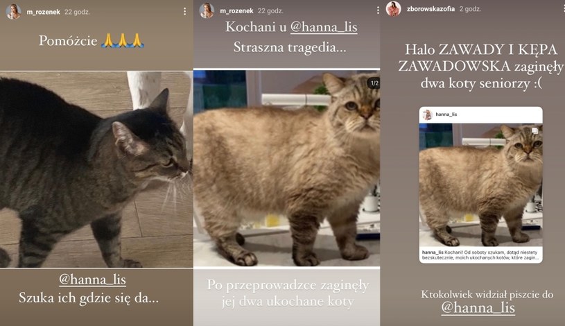 Małgorzata Rozenek i Zofia Zborowska pomagają szukać kotów Hanny Lis /Instagram /Instagram
