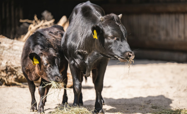 Malina i Fernando to nowi mieszkańcy wrocławskiego zoo 